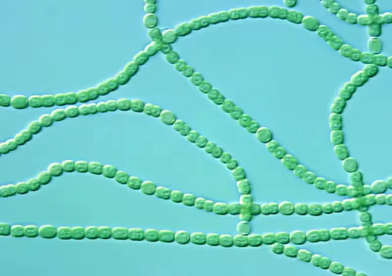 cianobacterias microscopicas liberando oxigeno